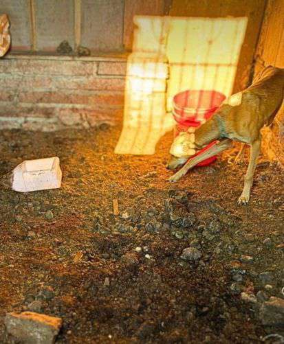 Operação flagra armas, aves em cativeiro e cães maltratados; homem é preso em Santo Antônio da Patrulha