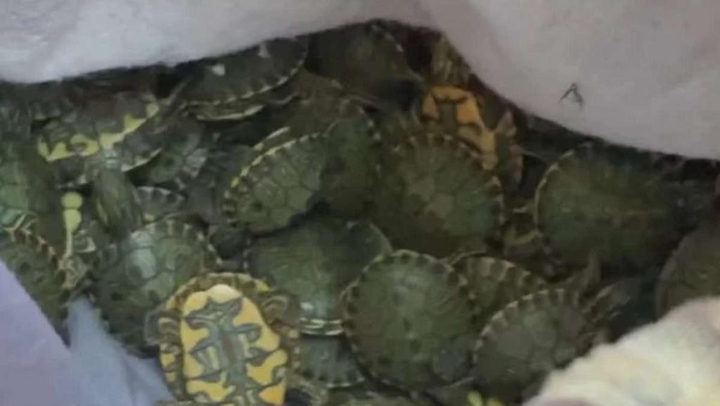 PRF apreende 687 tartarugas escondidas em carro na freeway