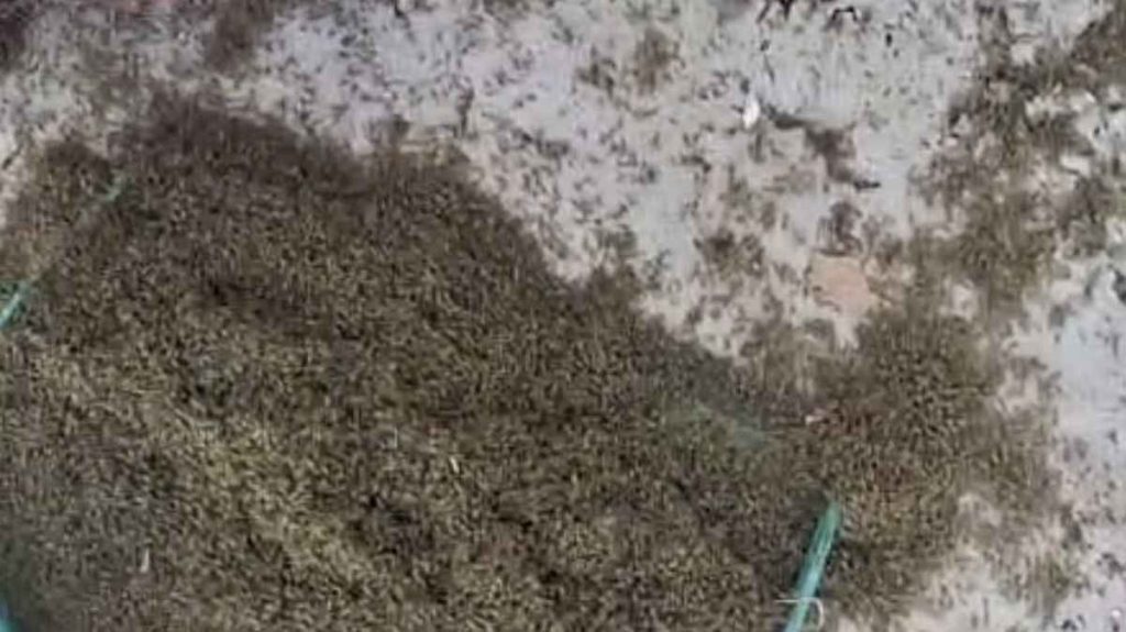 insetos em Capão da Canoa: Justiça instaura procedimento de urgência