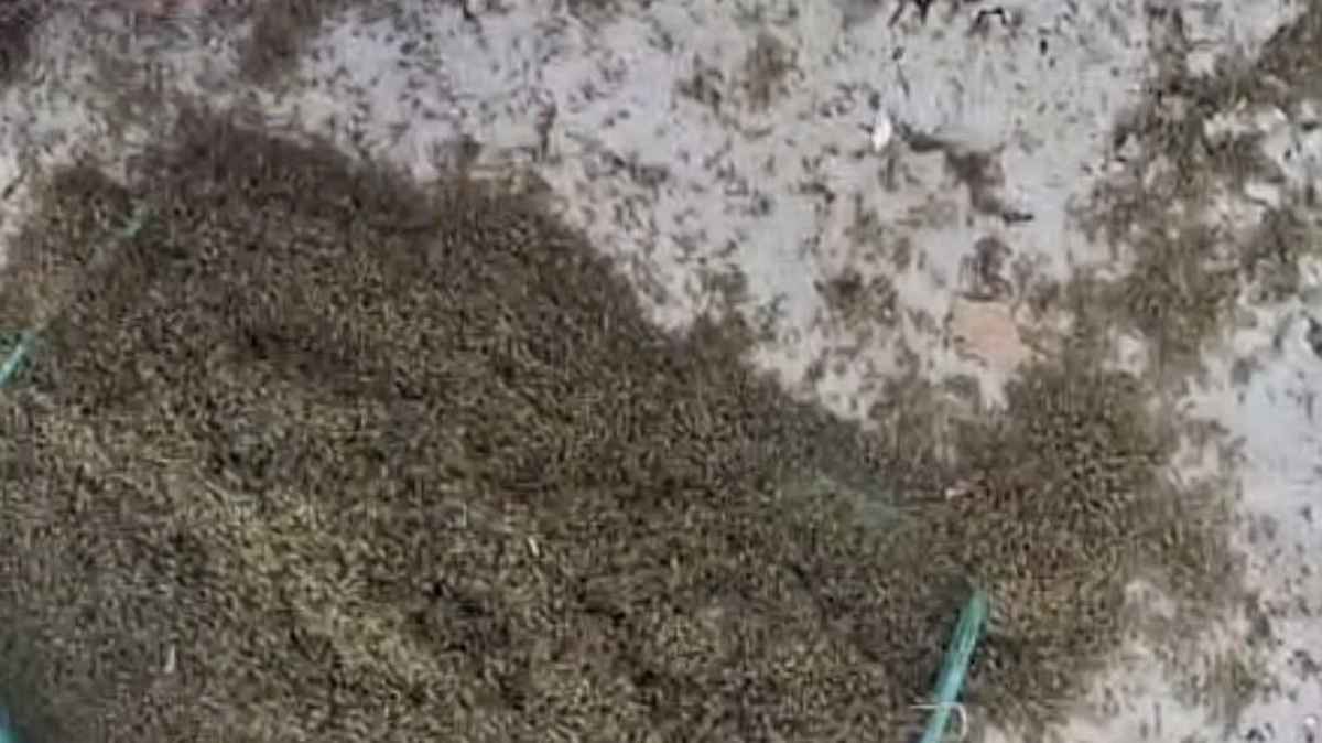 insetos em Capão da Canoa: Justiça instaura procedimento de urgência