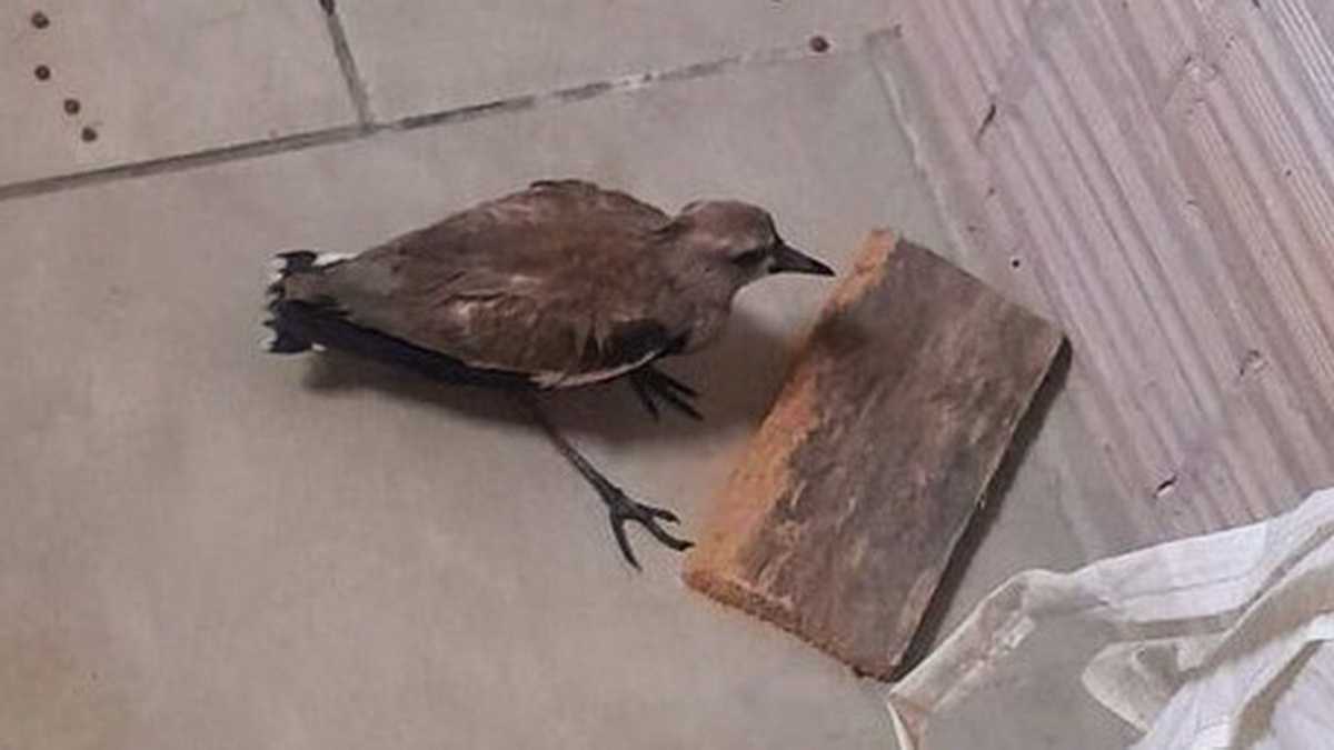 Quero-quero ferido é resgatado no Litoral Norte 5 Quero-quero