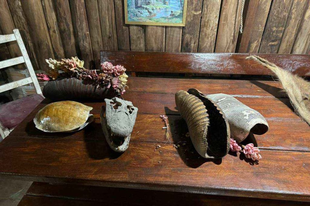 Operação Aruana cumpre mandados no RS contra tráfico de animais