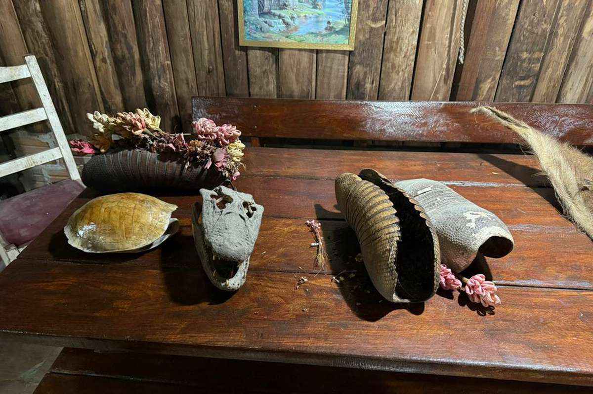 Operação Aruana cumpre mandados no RS contra tráfico de animais