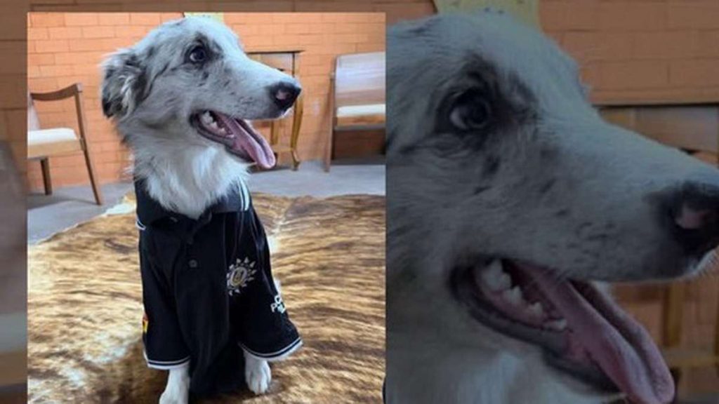 RS inaugura delegacia rural com cadela policial e cavalos crioulos