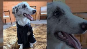 RS inaugura delegacia rural com cadela policial e cavalos crioulos