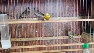 Pássaros silvestres