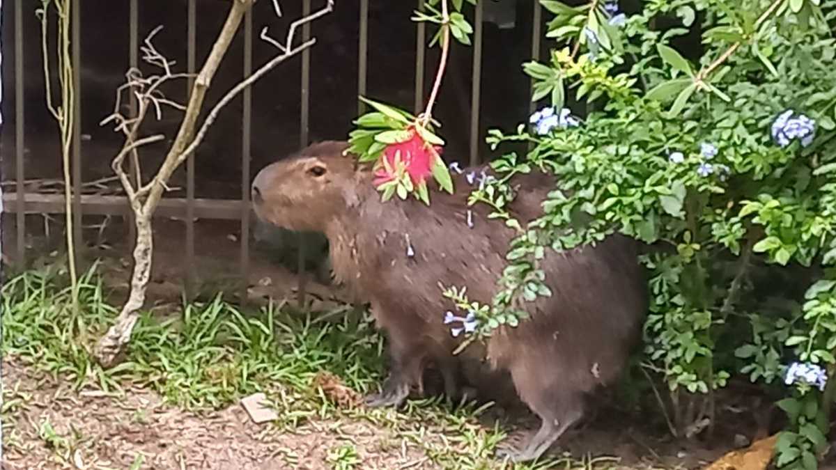 Capivara