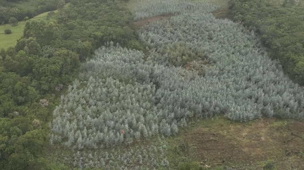 Supressão de vegetação no Caraá é investigada pela Brigada Militar após denúncia 5 Supressão