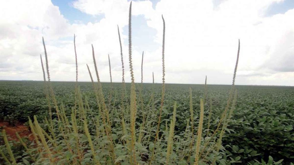 Amaranthus palmeri: RS mobiliza força-tarefa contra praga