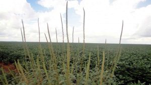 Amaranthus palmeri: RS mobiliza força-tarefa contra praga