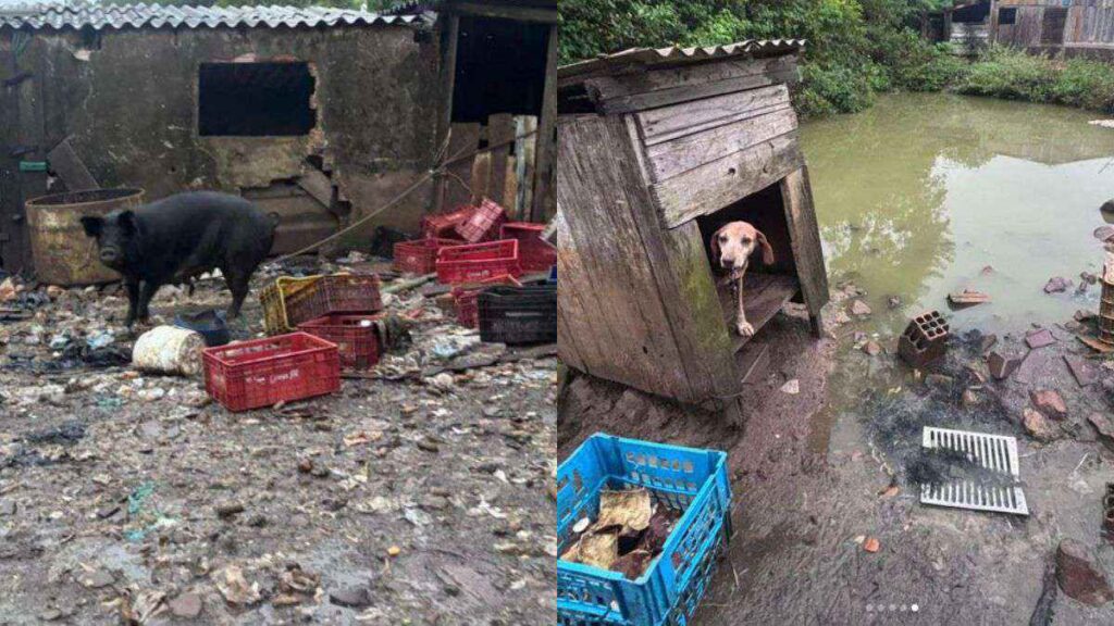 Ambiente insalubre e animal agonizando: operação expõe caso grave no Litoral Norte