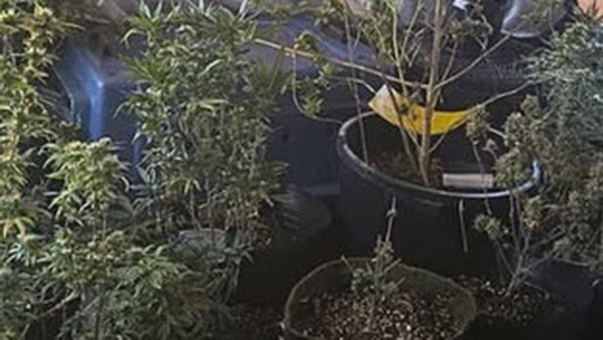 Denúncia sobre maus-tratos termina com descoberta de cultivo de cannabis no litoral 5 Denúncia