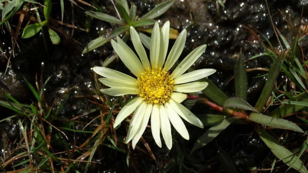 Descoberta no RS entra em revista científica internacional