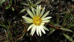 Descoberta no RS entra em revista científica internacional