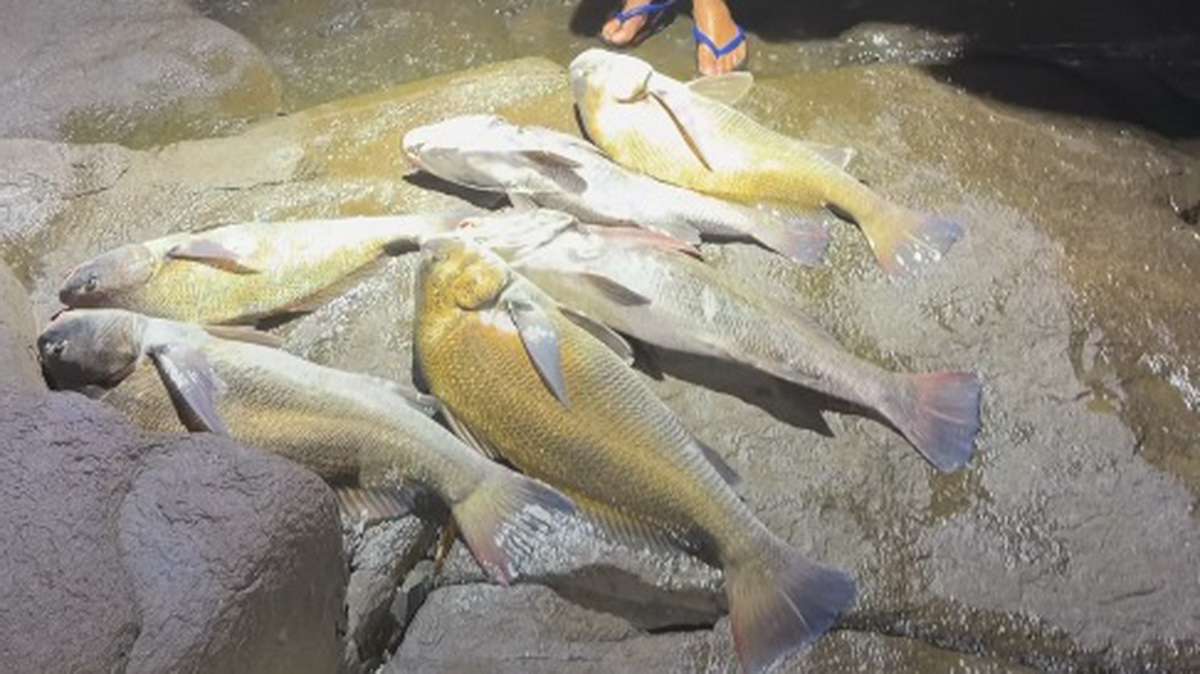Ibama multa influenciador em R$ 60 mil por pesca ilegal de espécie em extinção em SC