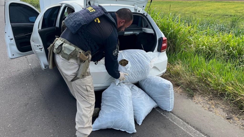 PRF apreende quase 20 kg de skunk na RST-101