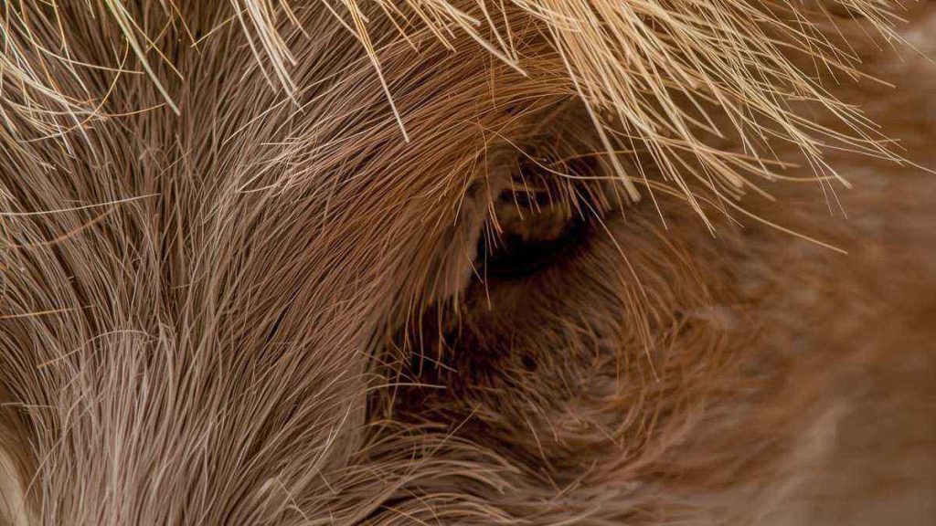 RS lidera importação de pelo de porco no Brasil; entenda