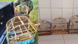 Tramandaí e Capão da Canoa registram crimes contra fauna com apreensão de aves