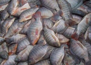 Debate sobre peixe mais consumido do Brasil pode mexer com empregos e exportações