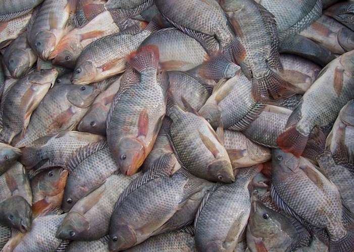 Debate sobre peixe mais consumido do Brasil pode mexer com empregos e exportações