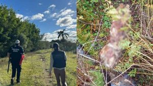 Jacarés eram usados para ocultar provas de abigeato no litoral RS