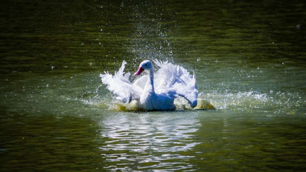 Zoo mais importante do RS é fechado às pressas após morte misteriosa de aves
