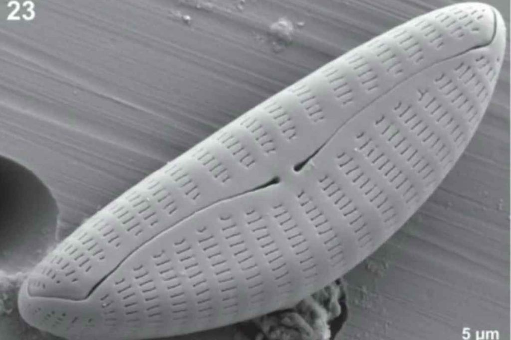microalga