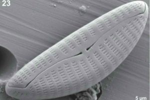 microalga