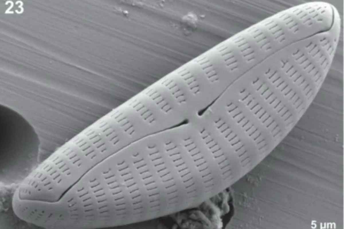 microalga